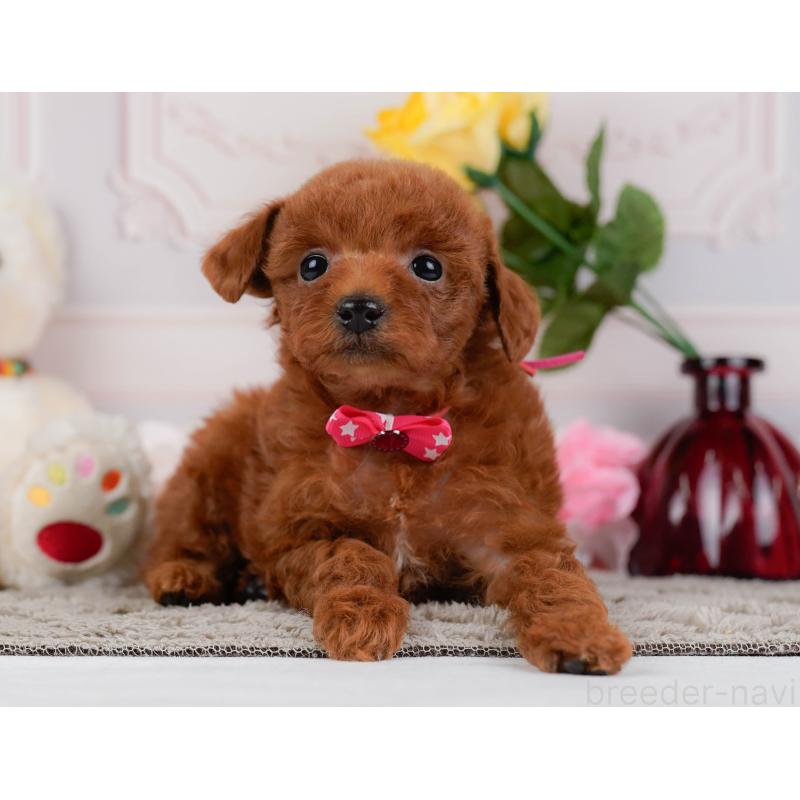 販売中の神奈川県のトイプードル-446753の12枚目