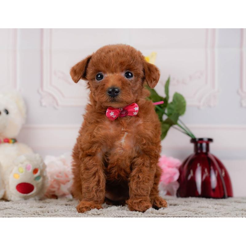 販売中の神奈川県のトイプードル-446753の11枚目