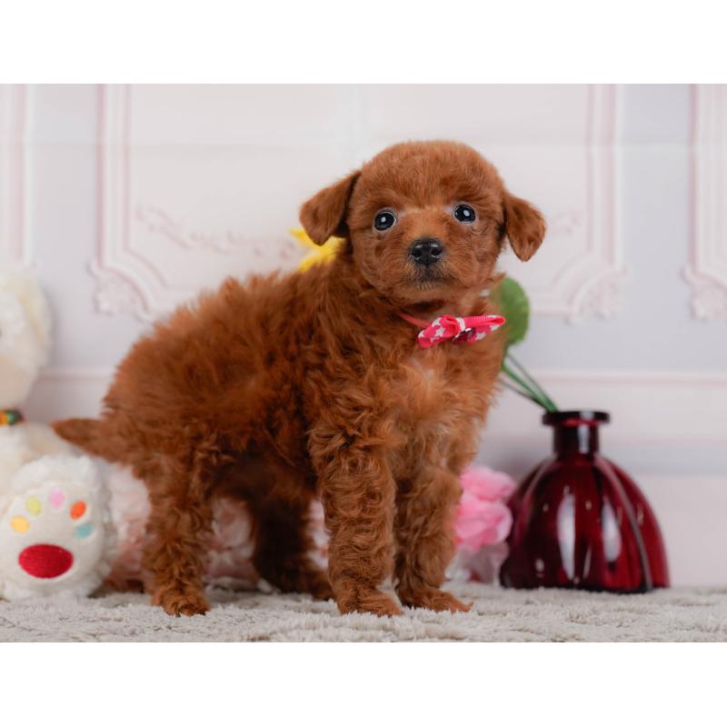 販売中の神奈川県のトイプードル-446753の10枚目