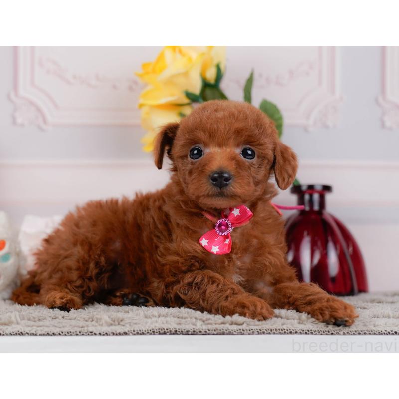 販売中の神奈川県のトイプードル-446753の9枚目