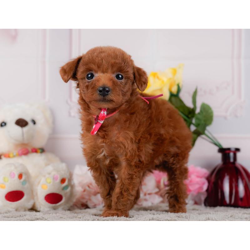 販売中の神奈川県のトイプードル-446753の8枚目