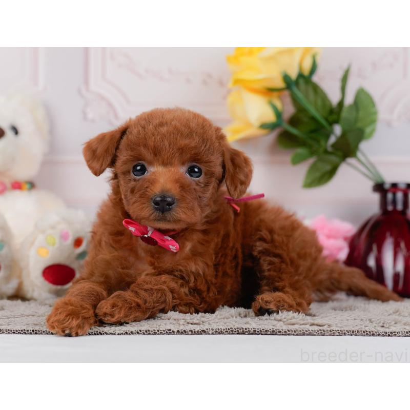 販売中の神奈川県のトイプードル-446753の7枚目