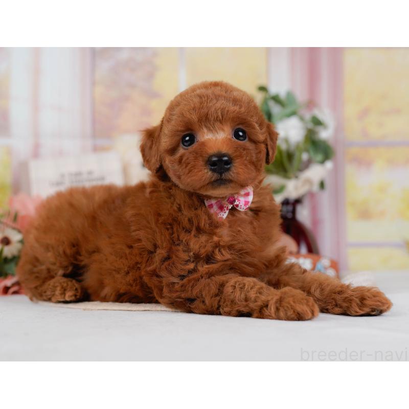 販売中の静岡県のトイプードル-446953の9枚目