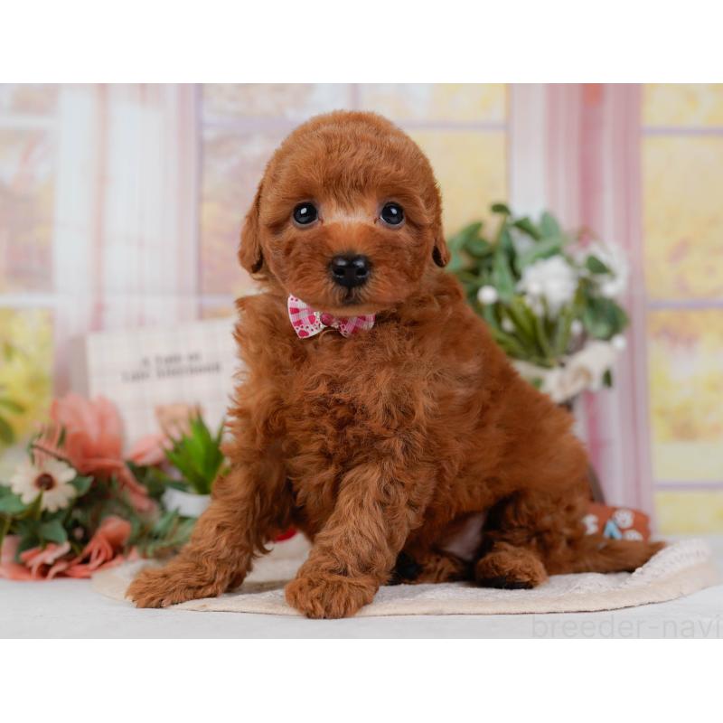 販売中の静岡県のトイプードル-446953の8枚目