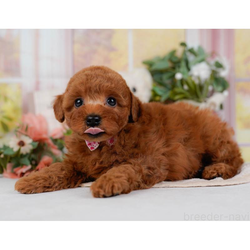 販売中の静岡県のトイプードル-446953の7枚目