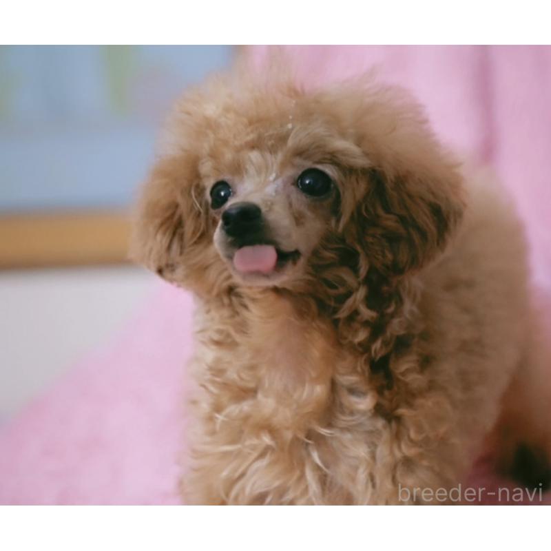 販売中の香川県のティーカッププードル-421415の9枚目