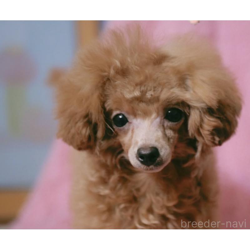 販売中の香川県のティーカッププードル-421415の8枚目