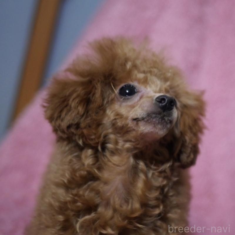 販売中の香川県のティーカッププードル-421415の6枚目