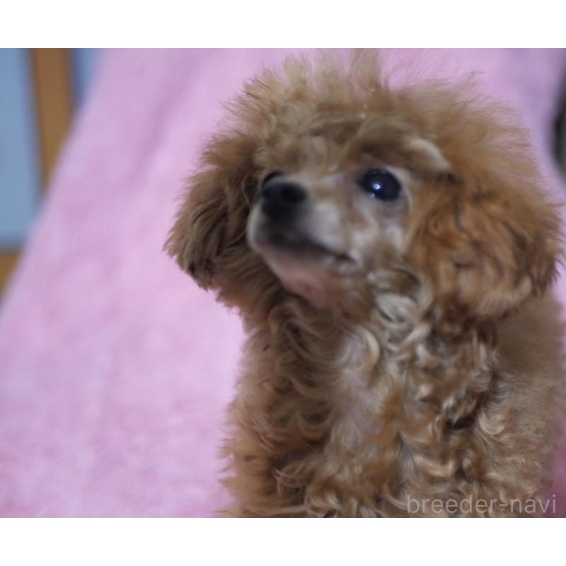 販売中の香川県のティーカッププードル-421415の5枚目