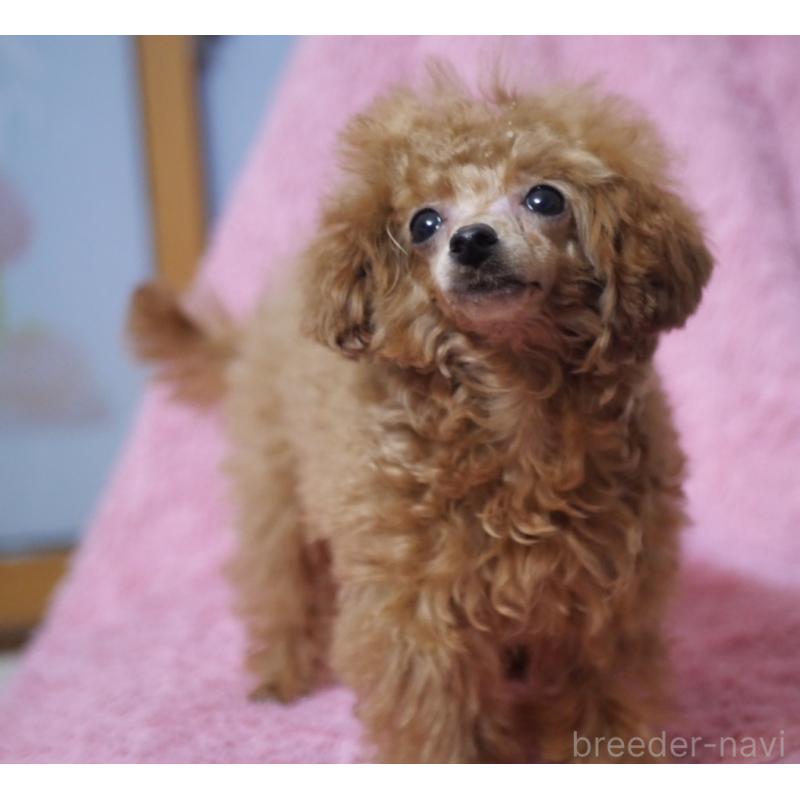 販売中の香川県のティーカッププードル-421415の4枚目