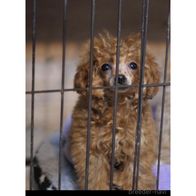 販売中の香川県のティーカッププードル-421415の2枚目