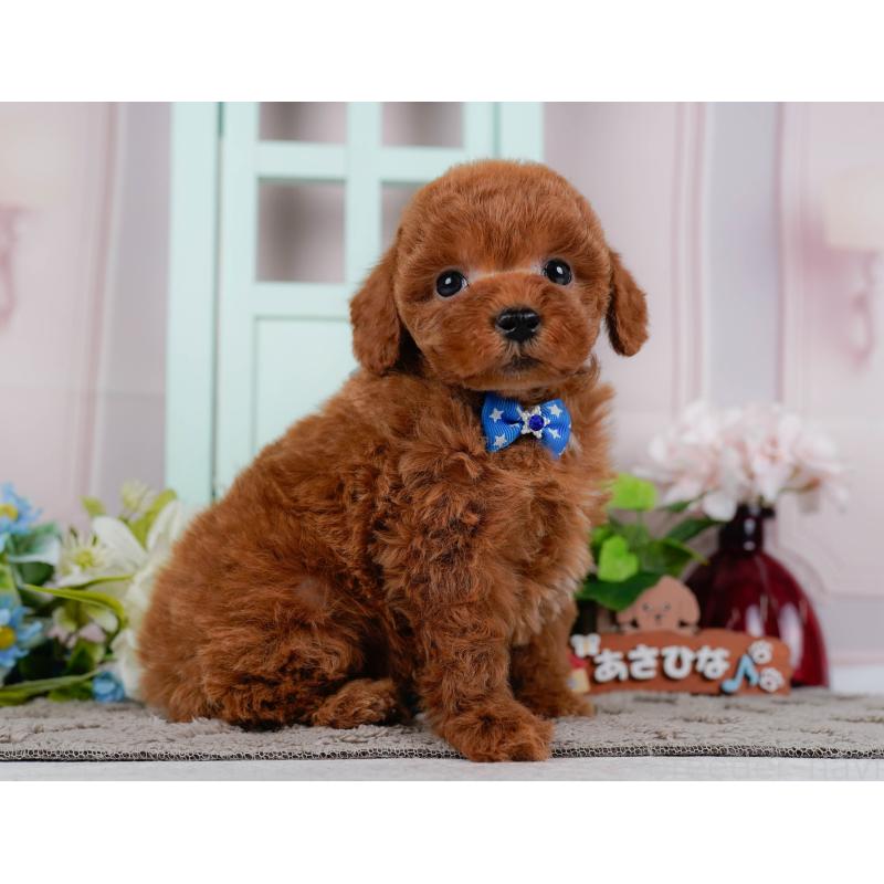 販売中の静岡県のトイプードル-446950の9枚目