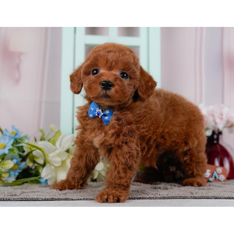 販売中の静岡県のトイプードル-446950の7枚目