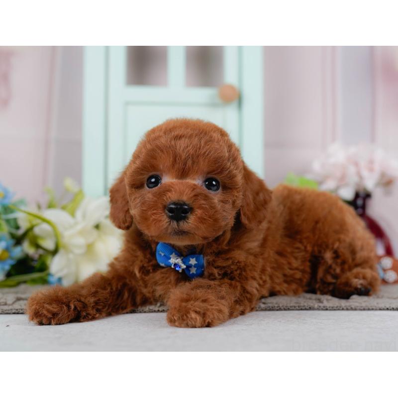 販売中の静岡県のトイプードル-446950の6枚目