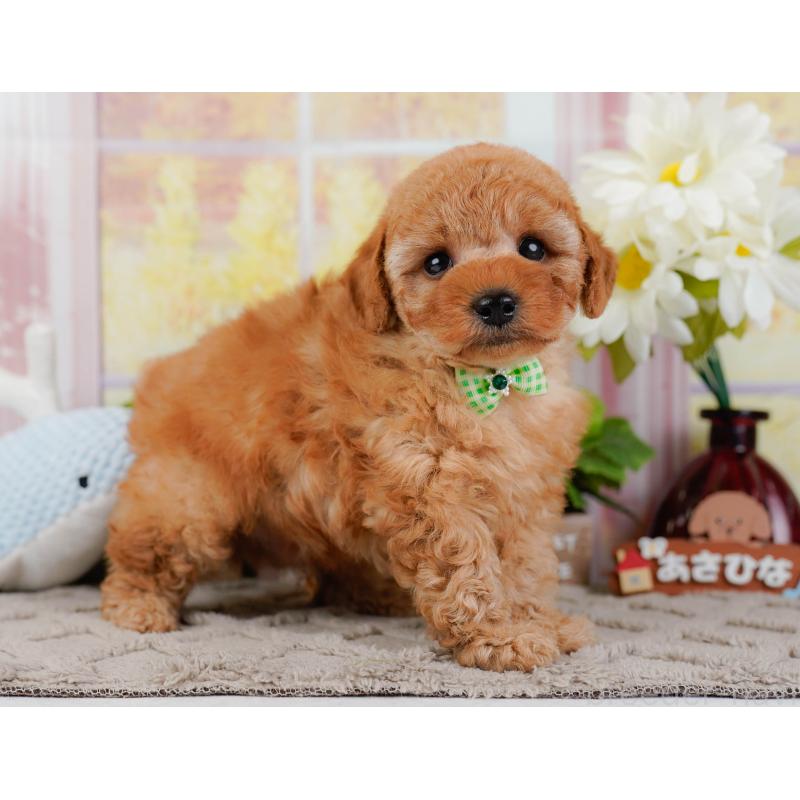 販売中の静岡県のトイプードル-446948の9枚目