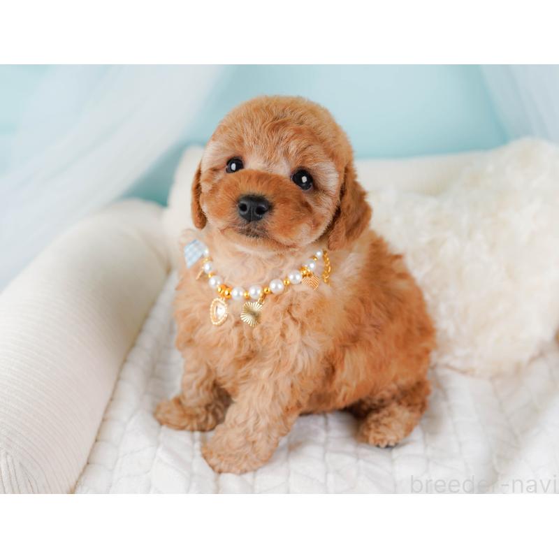 販売中の静岡県のトイプードル-446948の5枚目