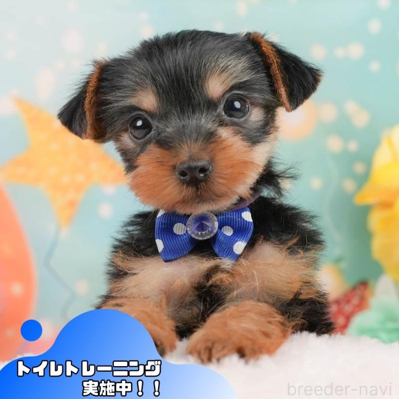 販売中の静岡県のヨークシャーテリア-446913の1枚目