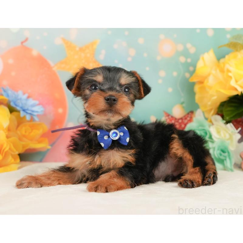 販売中の静岡県のヨークシャーテリア-446913の8枚目