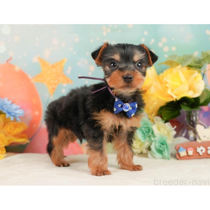 販売中の静岡県のヨークシャーテリア-446913の7枚目