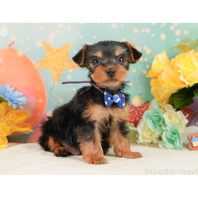 販売中の静岡県のヨークシャーテリア-446913の6枚目