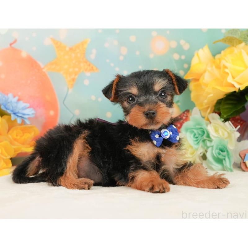 販売中の静岡県のヨークシャーテリア-446913の5枚目