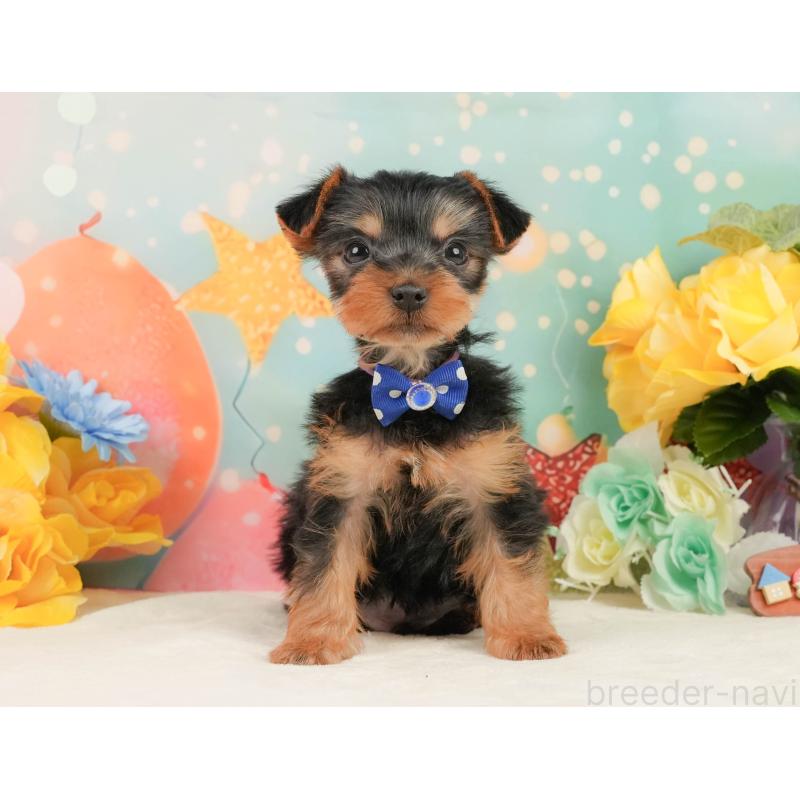 販売中の静岡県のヨークシャーテリア-446913の4枚目