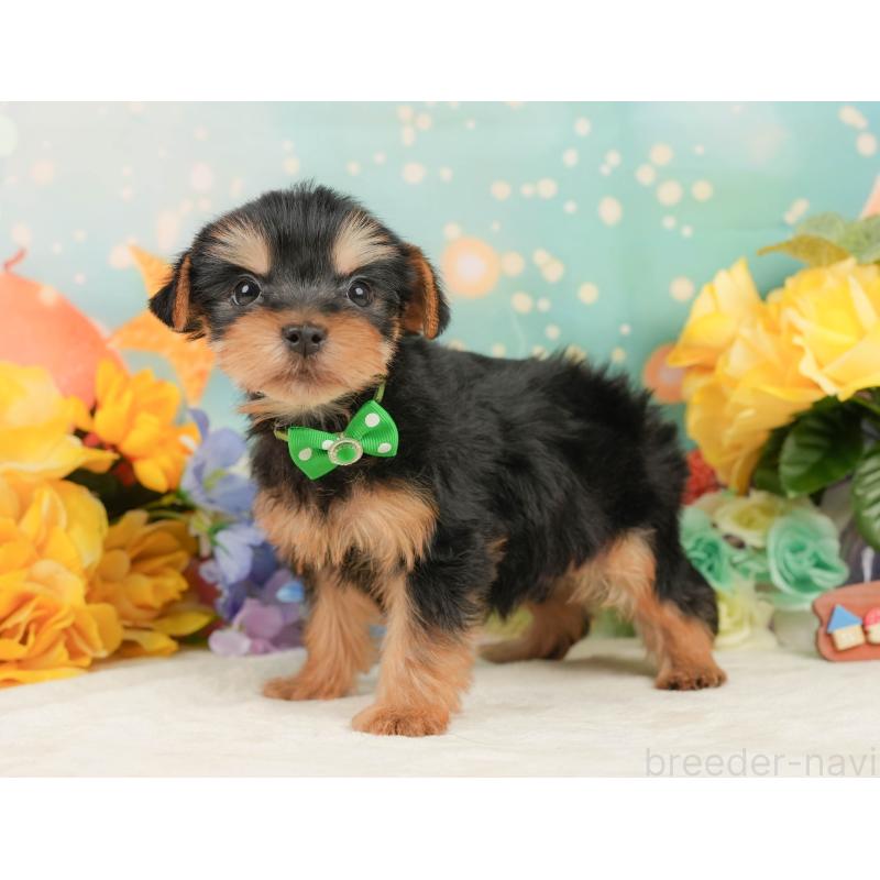 成約済の静岡県のヨークシャーテリア-446911の10枚目