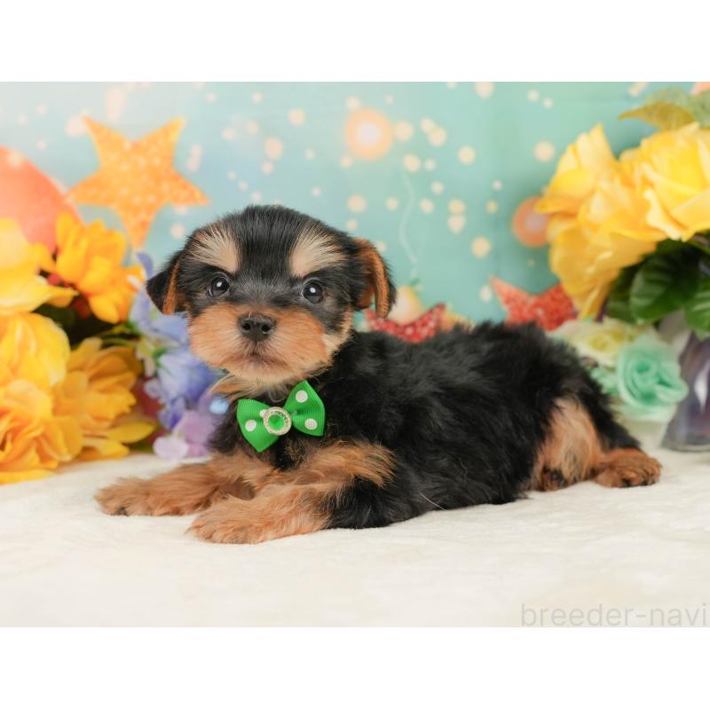 成約済の静岡県のヨークシャーテリア-446911の9枚目