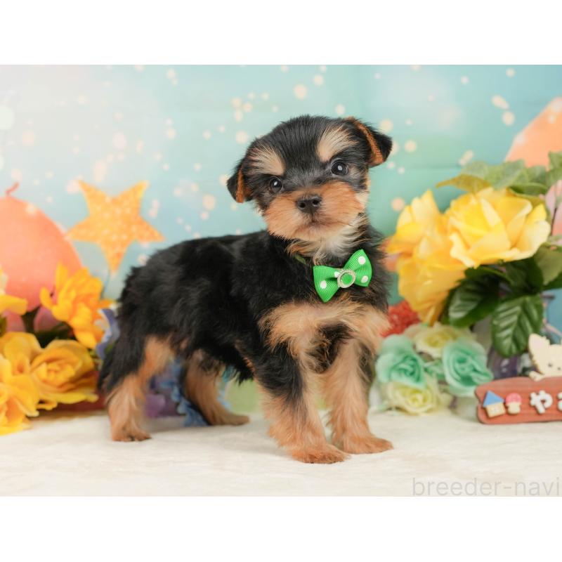 成約済の静岡県のヨークシャーテリア-446911の8枚目