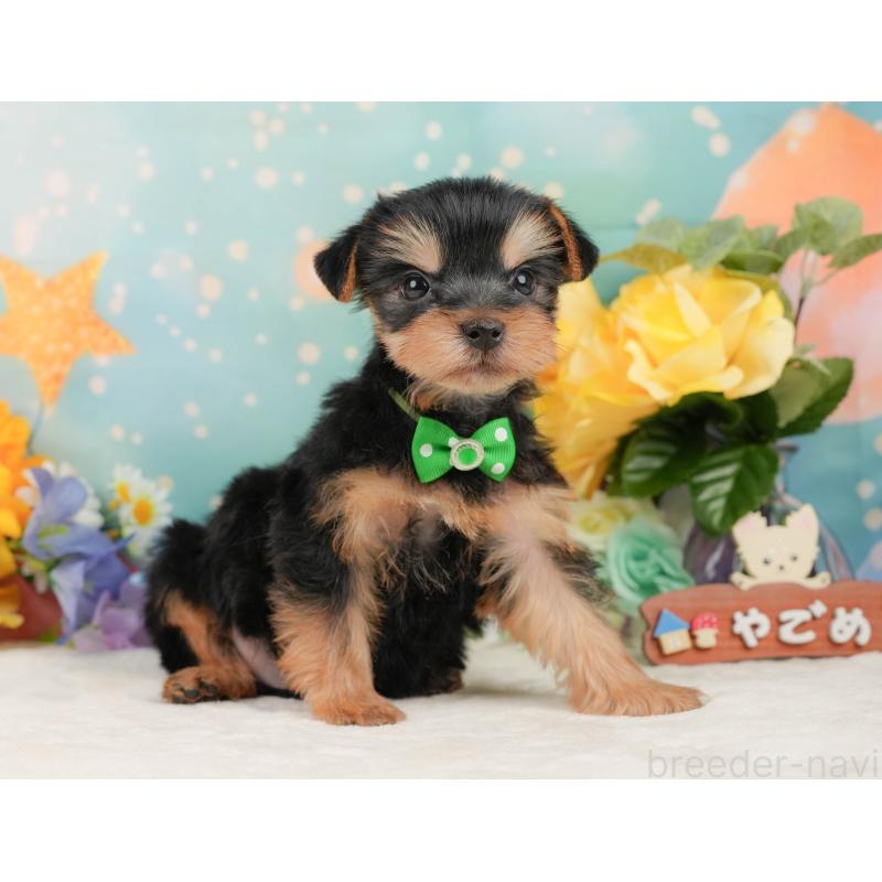 成約済の静岡県のヨークシャーテリア-446911の7枚目