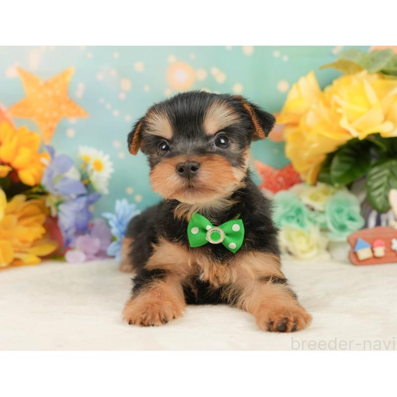 成約済の静岡県のヨークシャーテリア-446911の5枚目