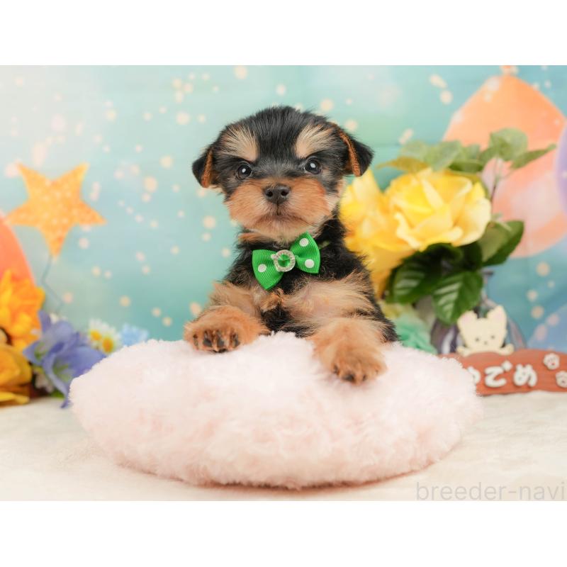 成約済の静岡県のヨークシャーテリア-446911の4枚目