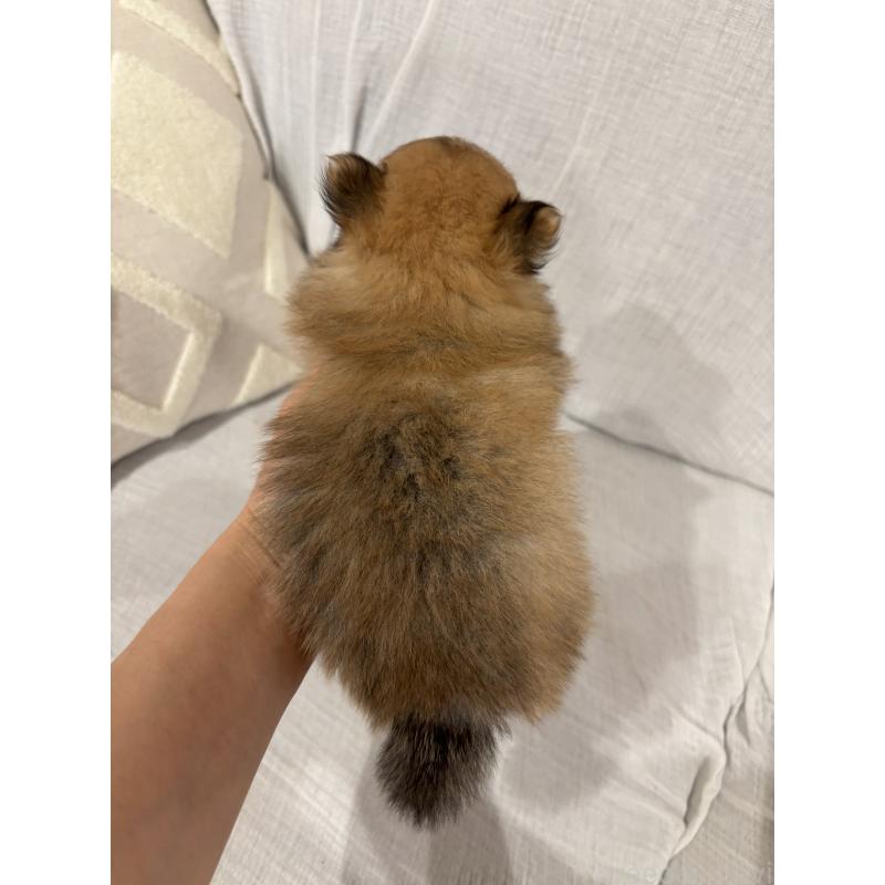 販売中の福岡県のポメラニアン-446249の3枚目