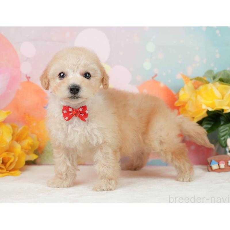 販売中の静岡県のトイプードル-446910の12枚目