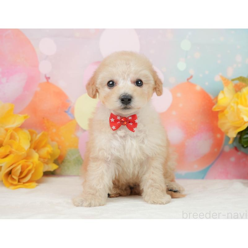 販売中の静岡県のトイプードル-446910の11枚目