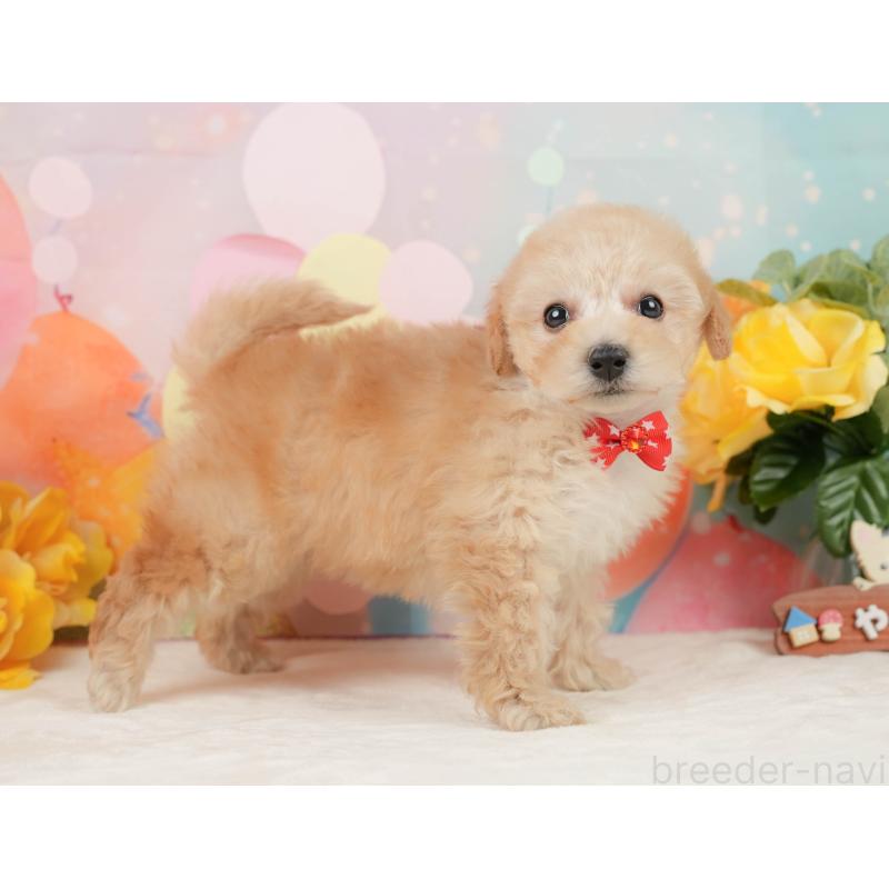 販売中の静岡県のトイプードル-446910の9枚目