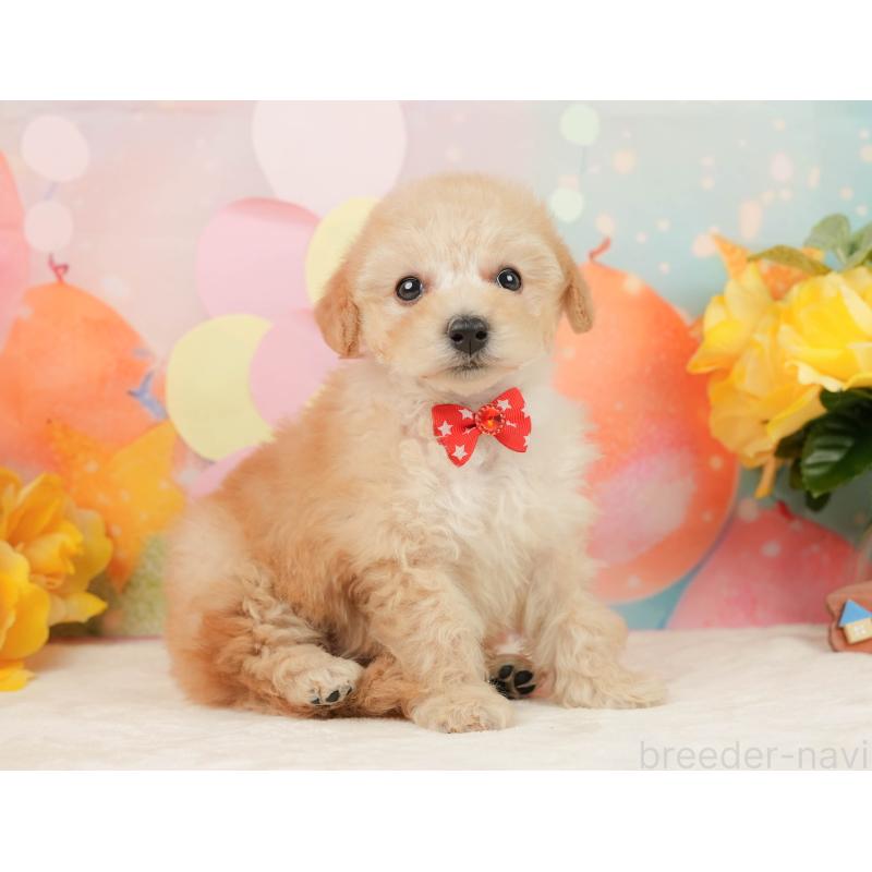 販売中の静岡県のトイプードル-446910の8枚目