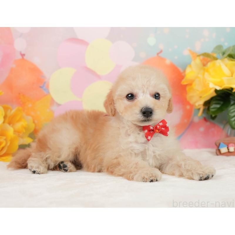 販売中の静岡県のトイプードル-446910の7枚目