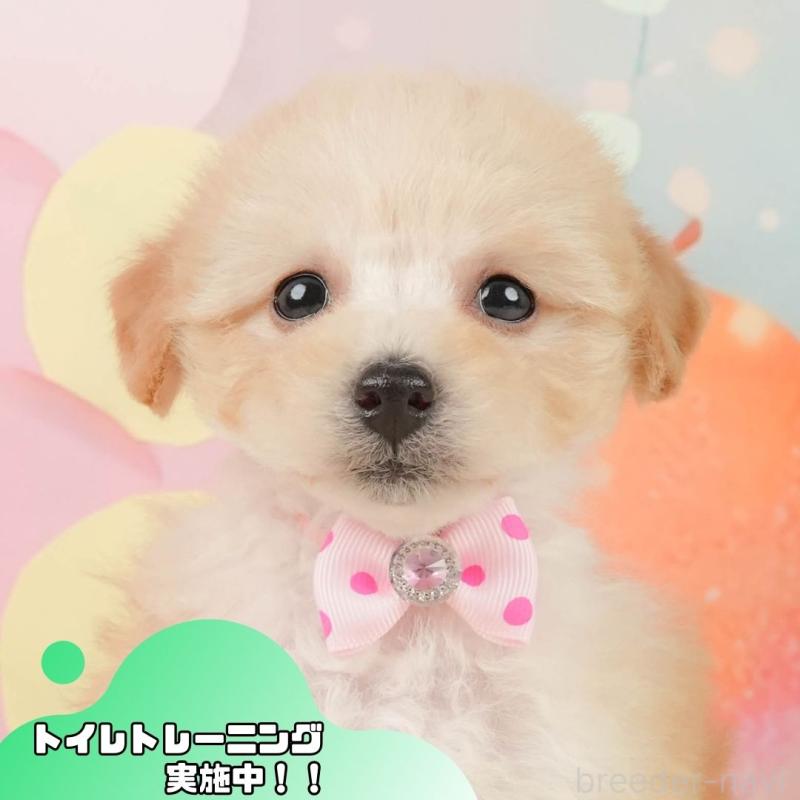 販売中の静岡県のトイプードル-446909の1枚目