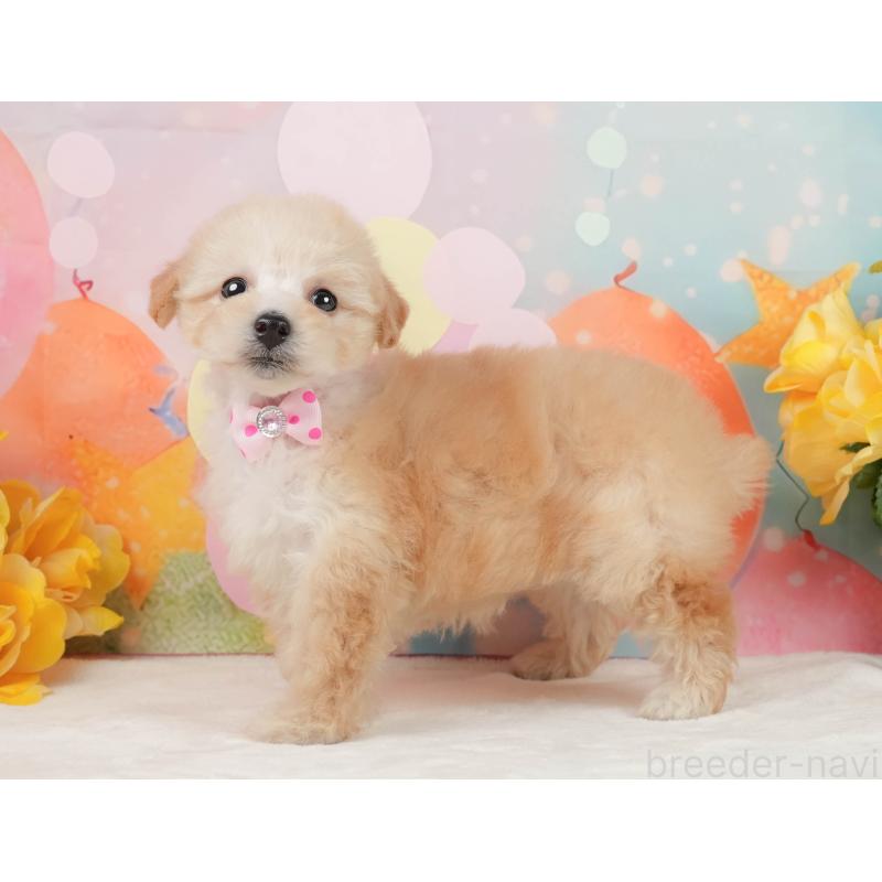 販売中の静岡県のトイプードル-446909の12枚目