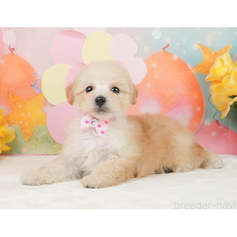 販売中の静岡県のトイプードル-446909の11枚目