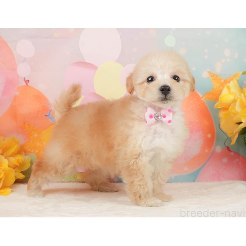 販売中の静岡県のトイプードル-446909の10枚目