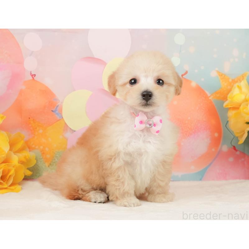 販売中の静岡県のトイプードル-446909の9枚目