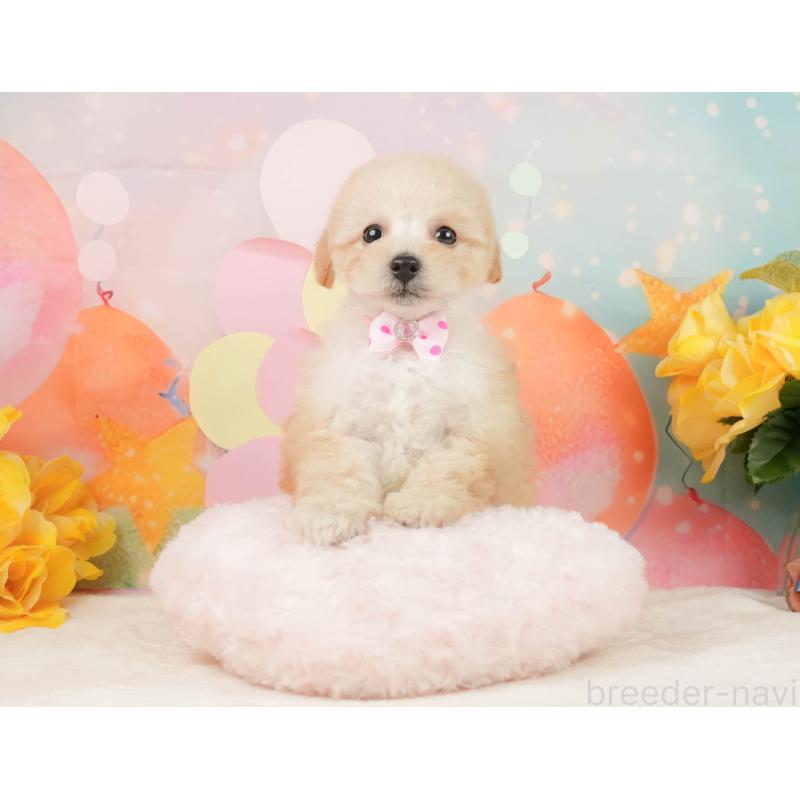 販売中の静岡県のトイプードル-446909の7枚目