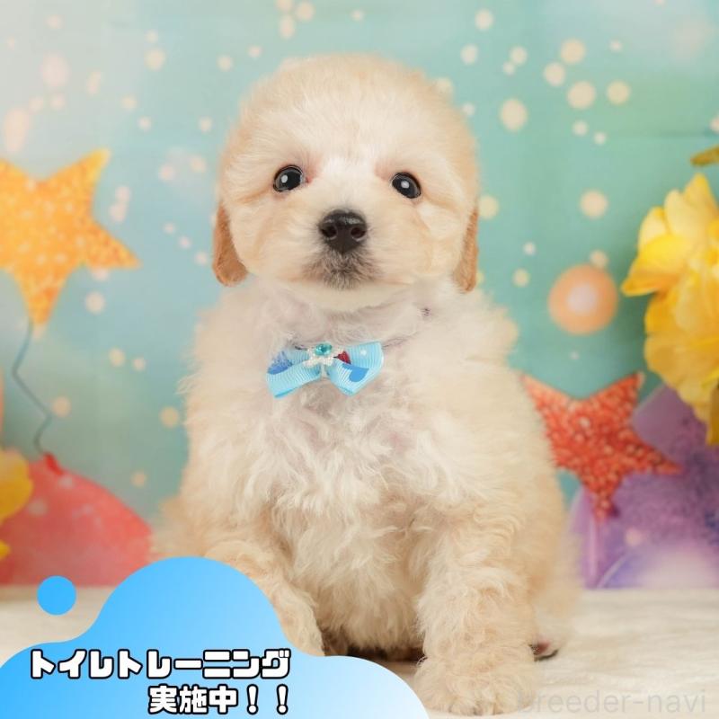 成約済ののトイプードル-446907