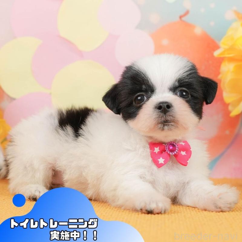 販売中の静岡県のマルシーズー:マルチーズ×シーズー-446906