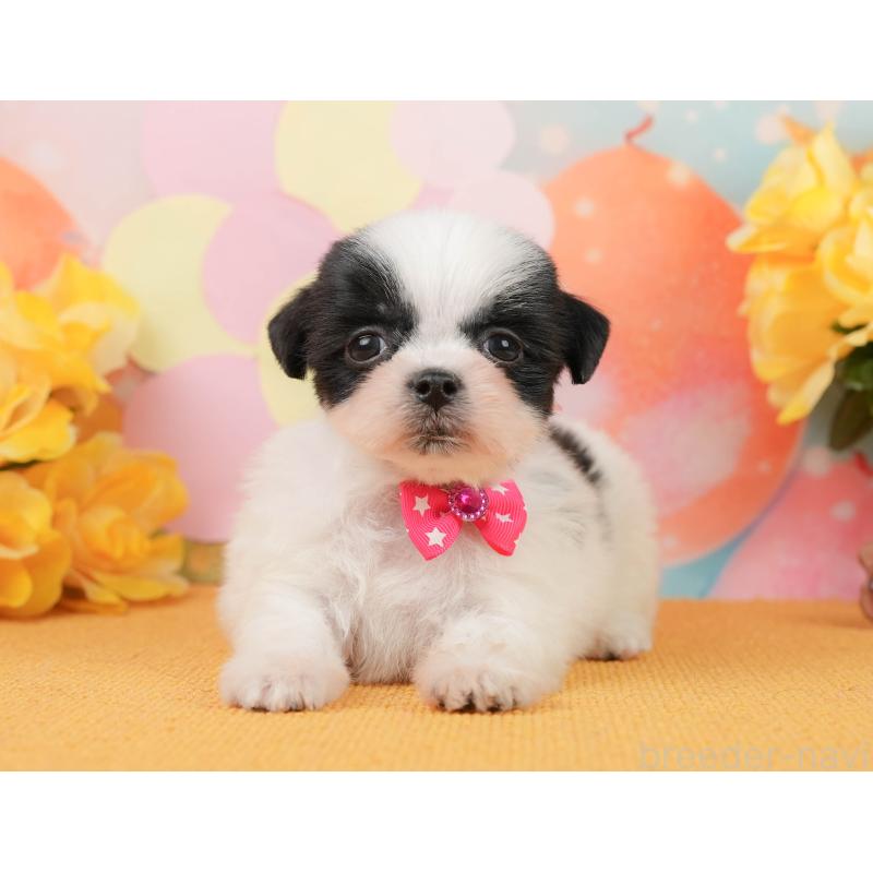 販売中の静岡県のマルシーズー:マルチーズ×シーズー-446906の11枚目