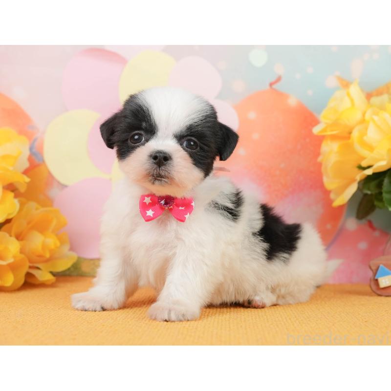 販売中の静岡県のマルシーズー:マルチーズ×シーズー-446906の10枚目