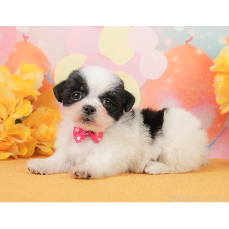 販売中の静岡県のマルシーズー:マルチーズ×シーズー-446906の9枚目