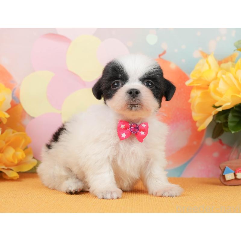 販売中の静岡県のマルシーズー:マルチーズ×シーズー-446906の8枚目